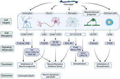 Cellular mechanisms of fibrin (ogen): insight from neurodegenerative diseases